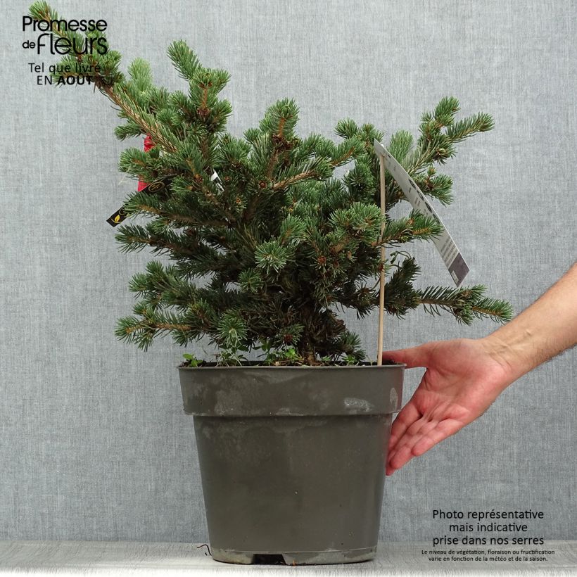 Spécimen de Sapin bleu, Epicéa du Colorado - Picea pungens Lucky Strike Pot de 3L/4L tel que livré en été