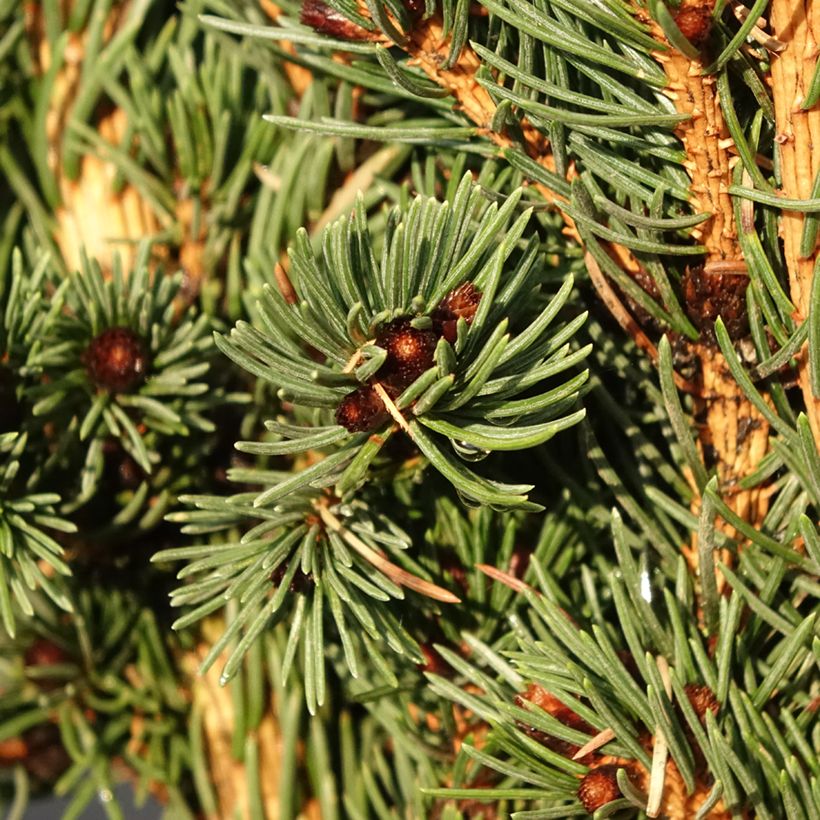 Sapin bleu, Epicéa du Colorado - Picea pungens Lucky Strike (Feuillage)