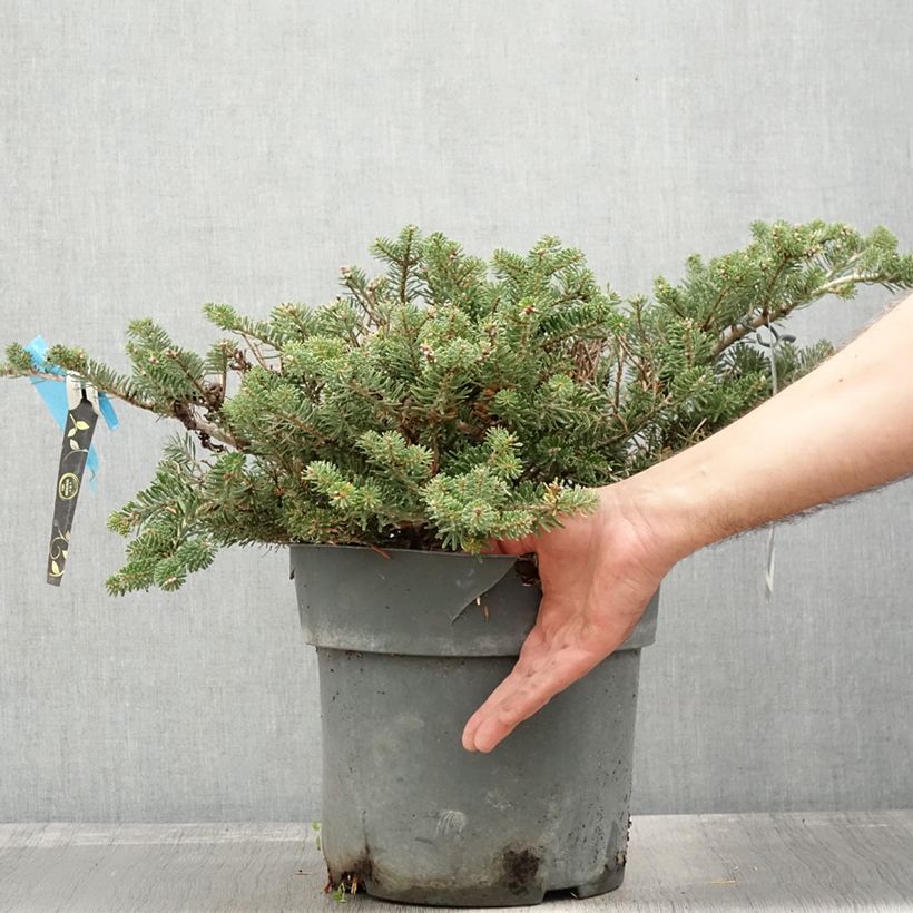 Spécimen de Sapin de Corée nain - Abies koreana Green Carpet Pot de 3L/4L tel que livré en automne