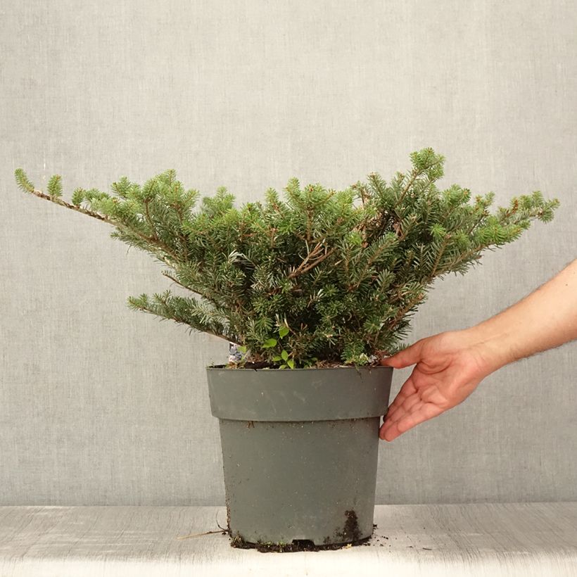 Spécimen de Sapin de Corée nain - Abies koreana Green Carpet Pot de 3L/4L tel que livré en été