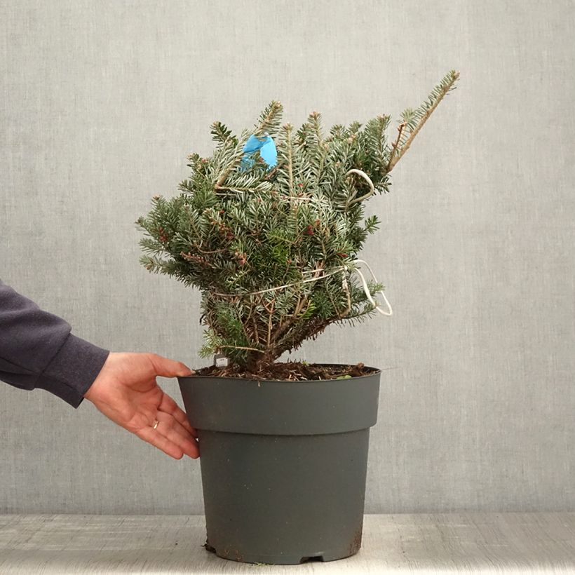 Spécimen de Sapin de Corée nain - Abies koreana Green Carpet - Pot tel que livré au printemps