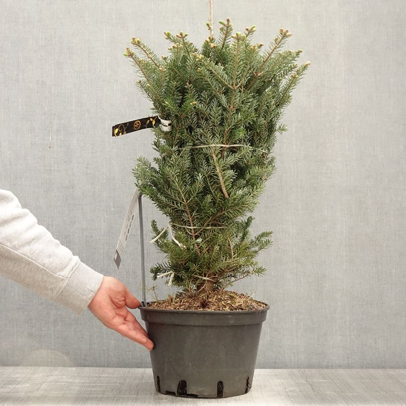 Spécimen de Sapin de Corée nain - Abies koreana Molli - Pot tel que livré au printemps