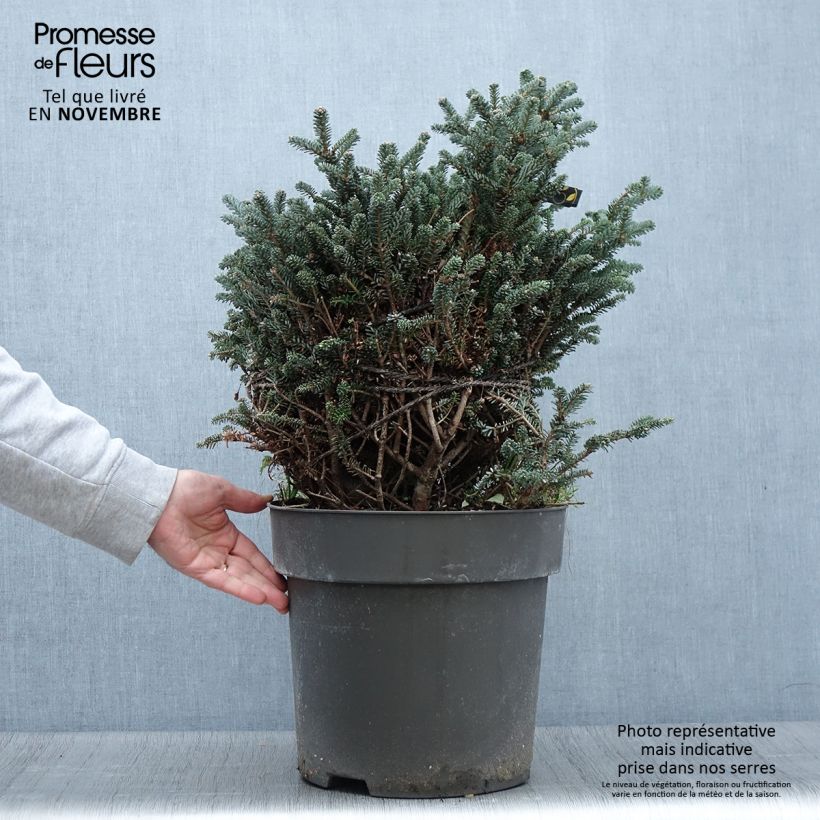 Spécimen de Sapin de Corée nain - Abies koreana Oberon Pièce tel que livré en automne