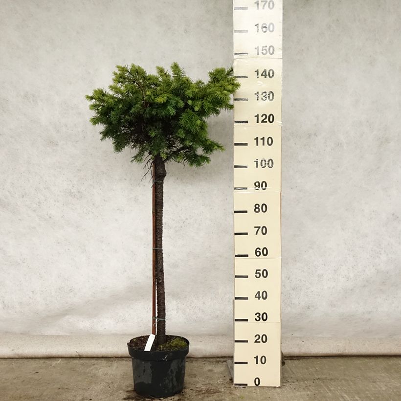 Spécimen de Sapin de Douglas - Pseudotsuga menziesii Fletcheri Pot de 7,5L/10L, Tige de 80 cm tel que livré en été