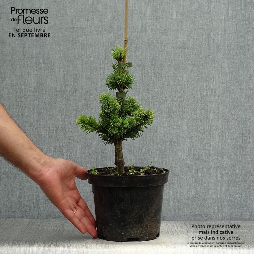 Spécimen de Sapin de Douglas - Pseudotsuga menziesii Pannenhoef  Pot de 3L/4L tel que livré en automne