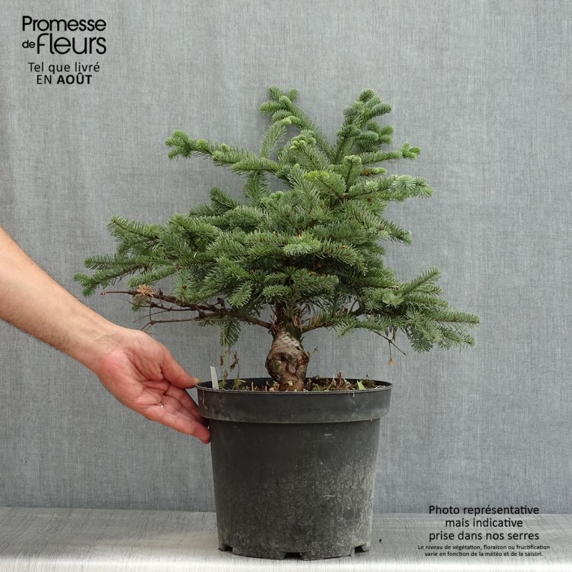 Spécimen de Sapin noble - Abies procera Bizarro Pot de 7,5L/10L tel que livré en été