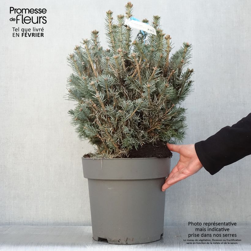 Spécimen de Sapin subalpin - Abies lasiocarpa Compacta - Pot 2L/3L tel que livré en hiver