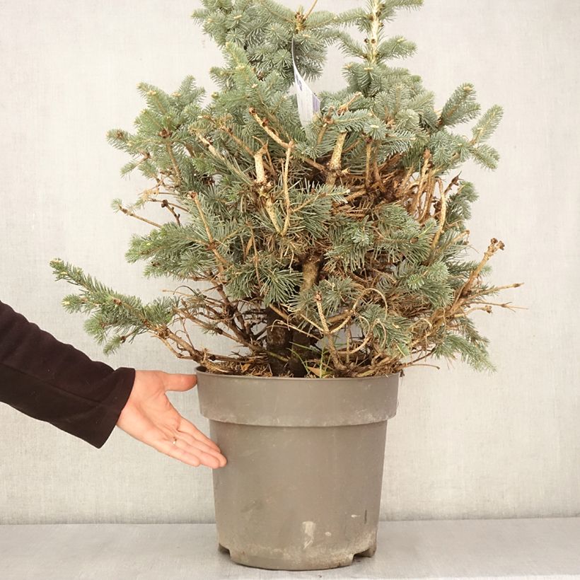 Spécimen de Sapin subalpin - Abies lasiocarpa Compacta - Pot 2L/3L tel que livré au printemps