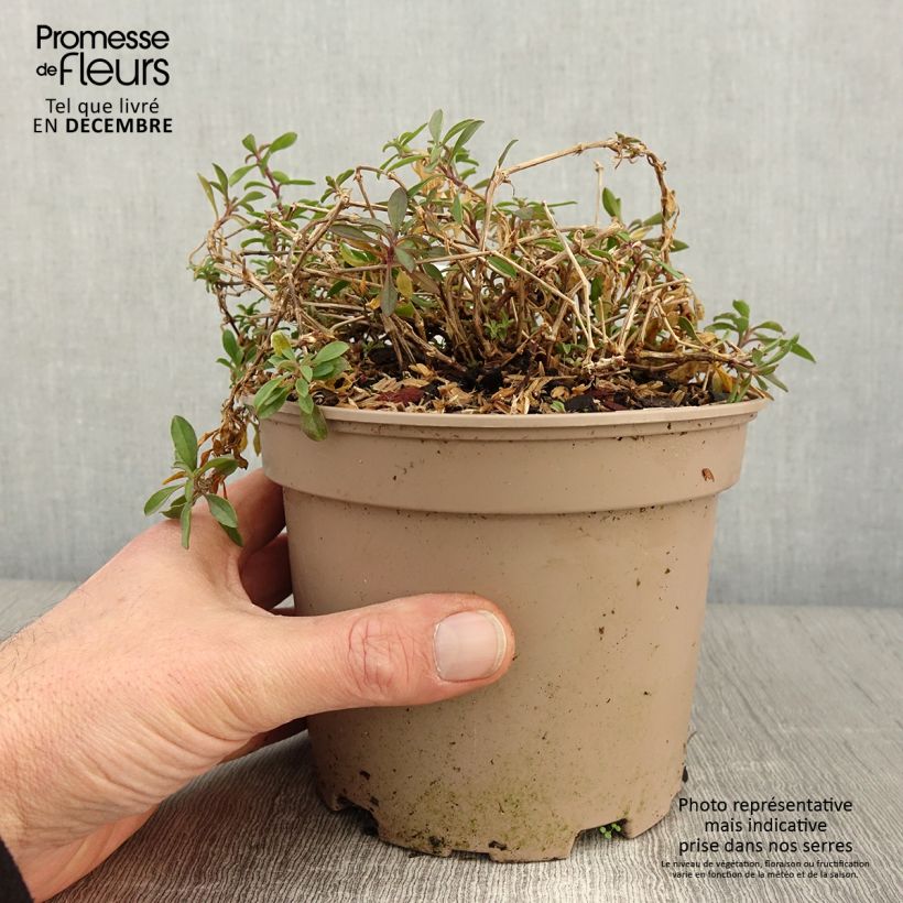 Spécimen de Saponaria ocymoides - Saponaire de Montpellier Pot de 2L/3L tel que livré en automne