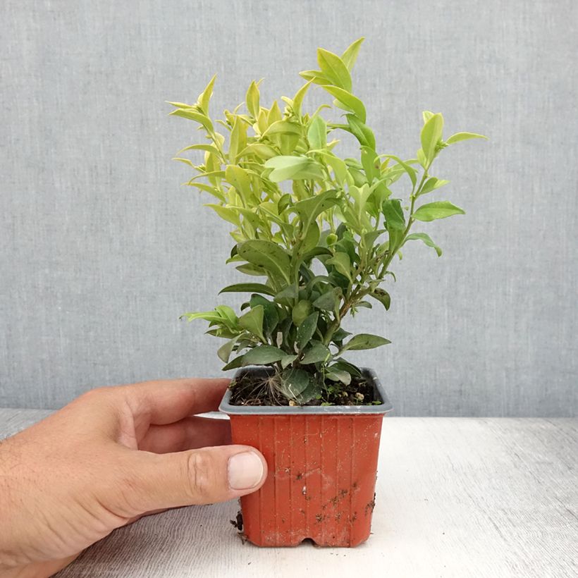 Spécimen de Sarcococca confusa Godet de 8/9 cm tel que livré en été