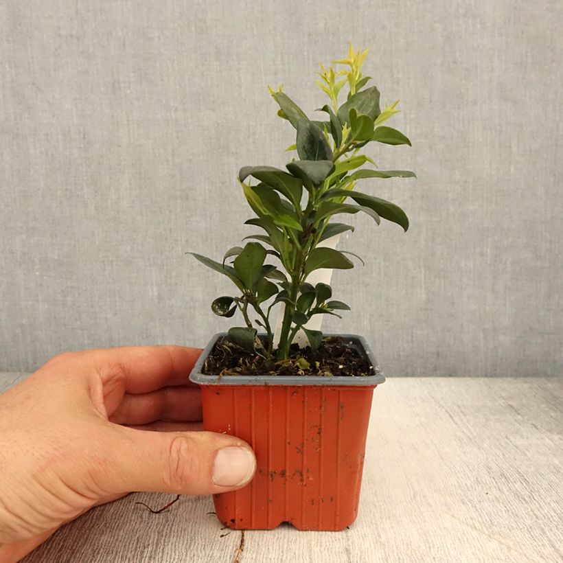 Spécimen de Sarcococca confusa - Godet de 8/9 cm tel que livré au printemps