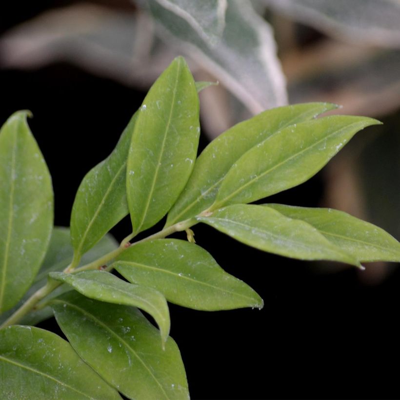 Sarcococca hookeriana (Feuillage)