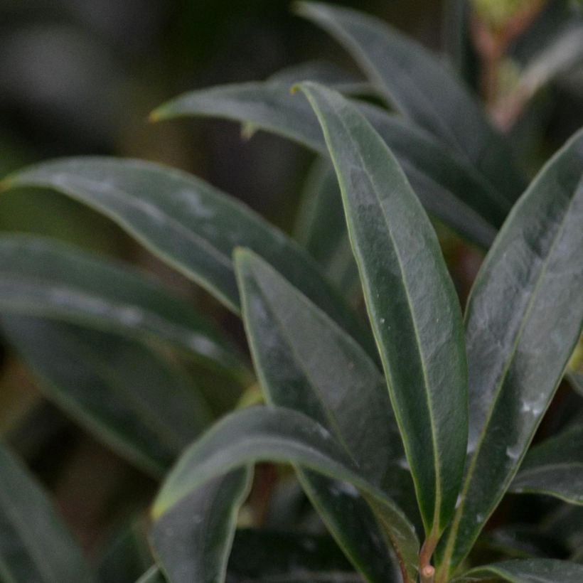 Sarcococca hookeriana Digyna (Feuillage)