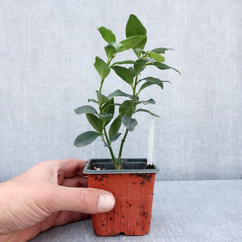 Spécimen de Sarcococca hookeriana humilis en godet de 9cm tel que livré au printemps