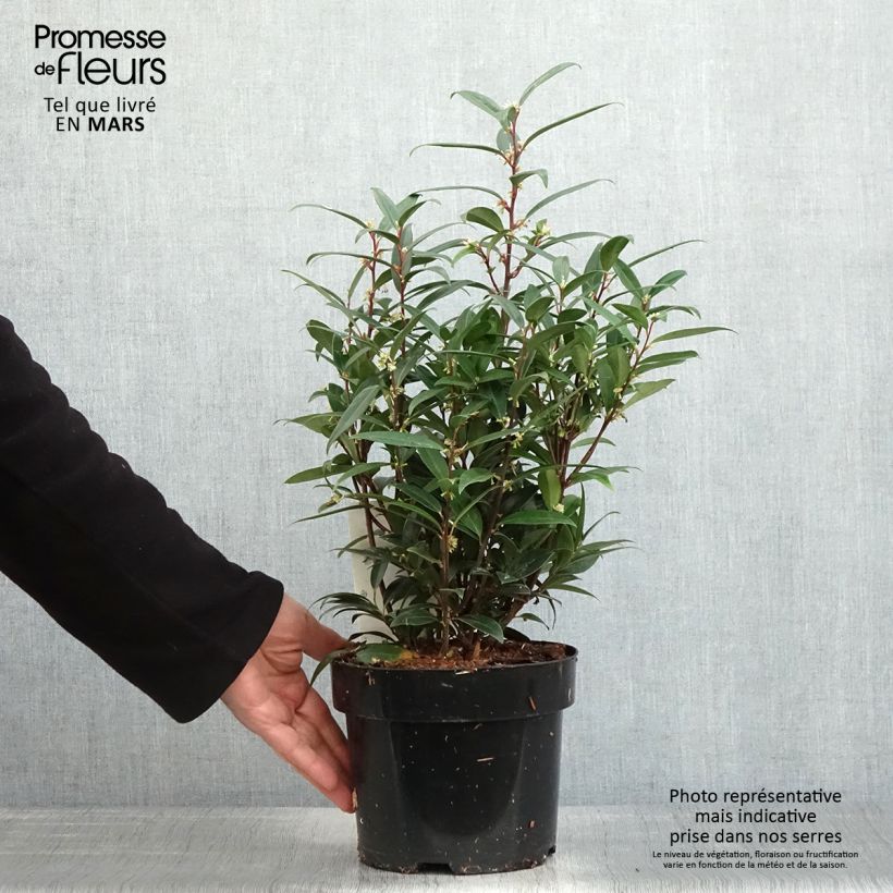 Spécimen de Sarcococca hookeriana Purple Gem tel que livré au printemps