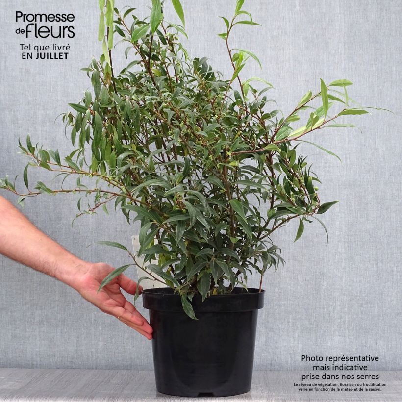 Spécimen de Sarcococca hookeriana Purple Stem Pot de 7,5L/10L tel que livré en été