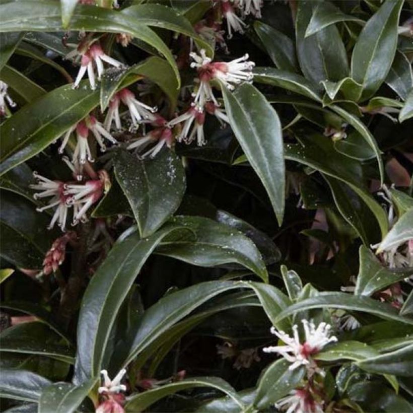 Sarcococca Winter Gem (Feuillage)