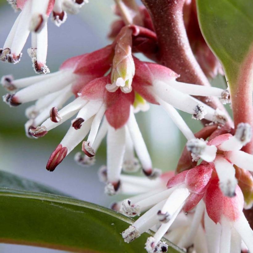 Sarcococca Winter Gem (Floraison)