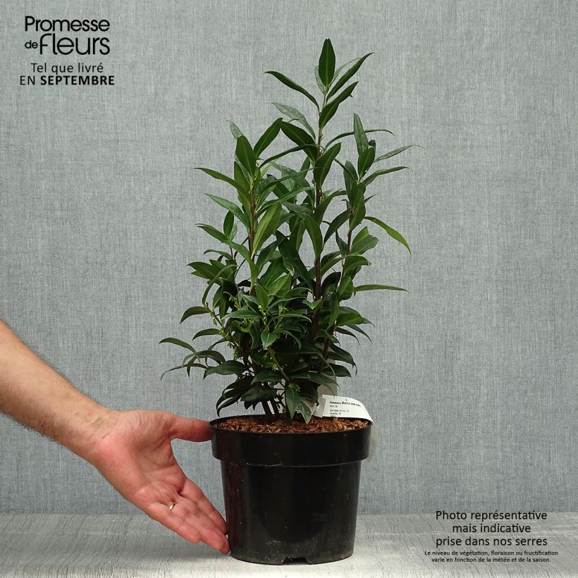 Spécimen de Sarcococca Winter Gem tel que livré en automne