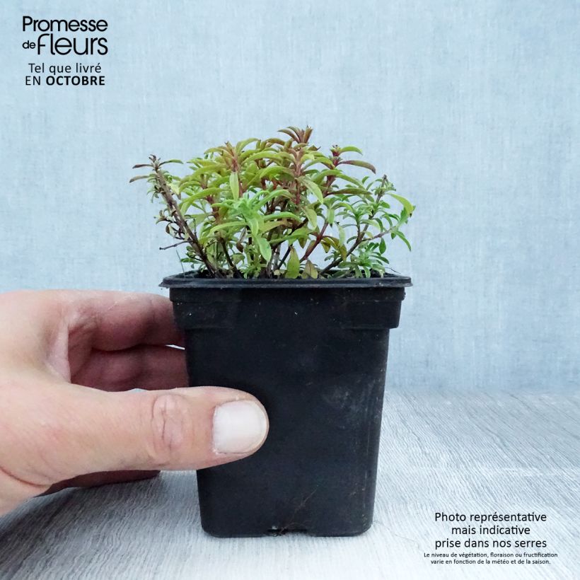 Spécimen de Sarriette citron BIO - Satureja montana citriodora Godet de 8/9 cm tel que livré en automne