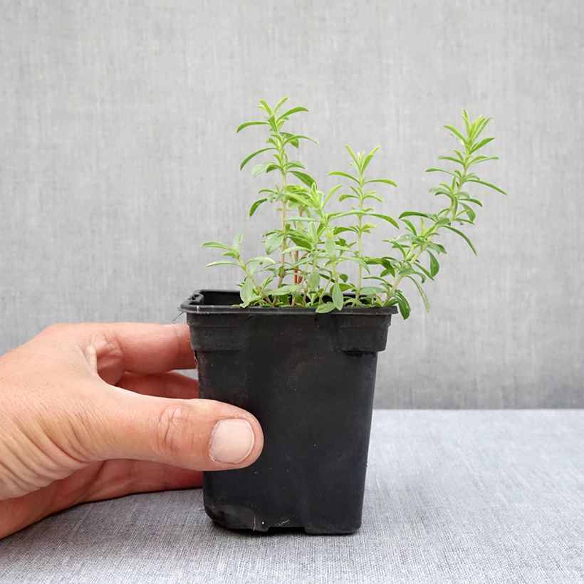 Spécimen de Sarriette citron BIO - Satureja montana citriodora Godet de 8/9 cm tel que livré en été
