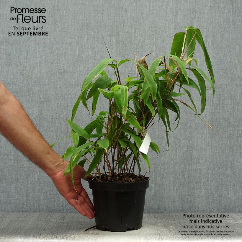 Spécimen de Sasa tessellata - Bambou nain Pot de 3L/4L tel que livré en automne