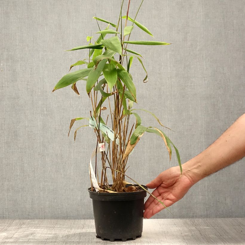 Spécimen de Sasa tessellata - Bambou nain Pot de 3L/4L tel que livré en été