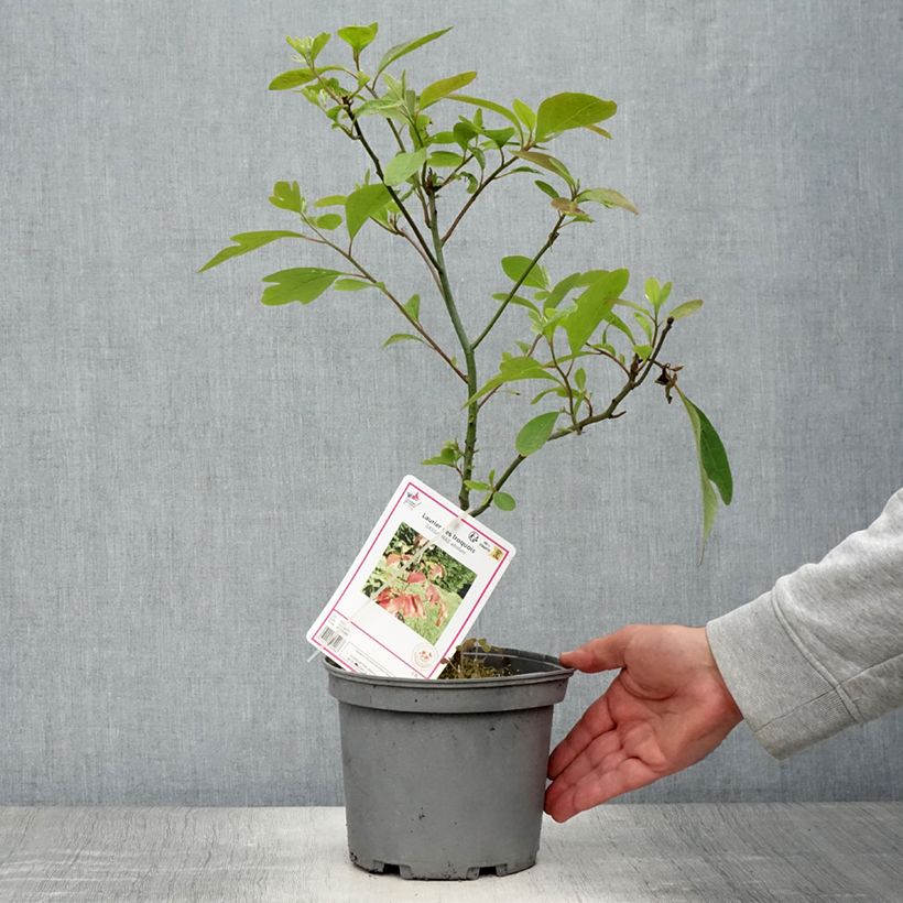 Spécimen de Sassafras albidum - Laurier des Iroquois Pot de 3L/4L tel que livré en été