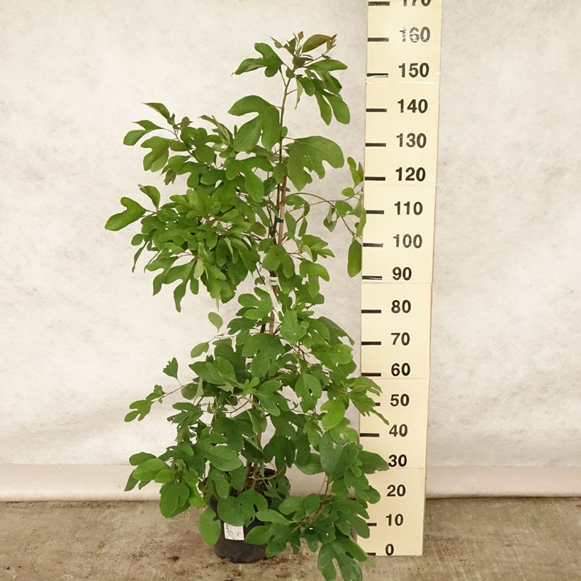 Spécimen de Sassafras albidum - Laurier des Iroquois Pot de 7,5L/10L tel que livré en été