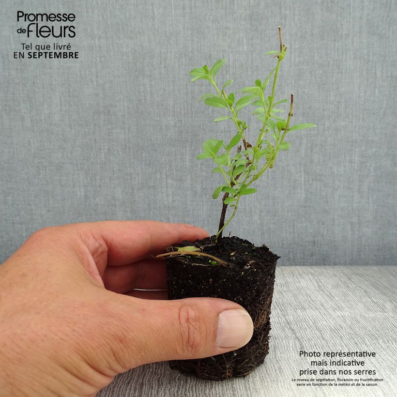 Spécimen de Sauge arbustive Amethyst Lips - Salvia greggii tel que livré en automne
