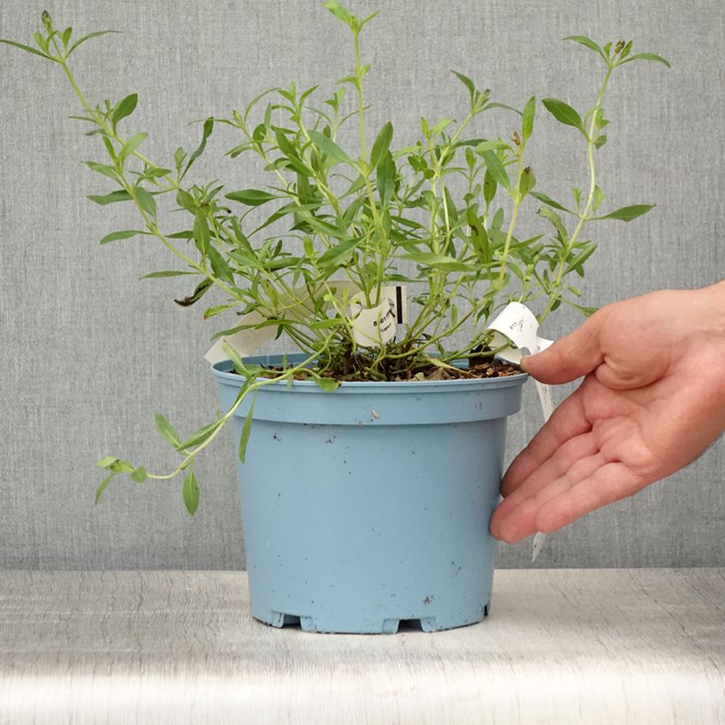 Spécimen de Sauge arbustive Blue Note - Salvia microphylla Pot de 2L/3L tel que livré en été