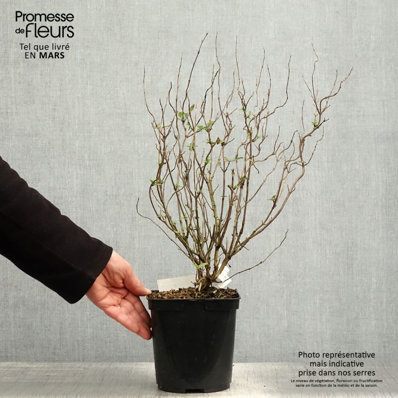 Spécimen de Sauge arbustive Cerro Potosi - Salvia microphylla en pot de 2L/3L tel que livré au printemps