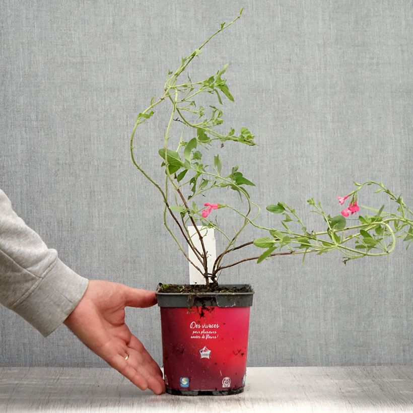 Spécimen de Sauge arbustive Flammenn ® - Salvia jamensis Pot de 2L/3L tel que livré en été
