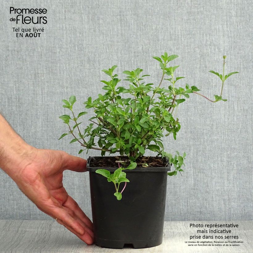 Spécimen de Sauge arbustive Gletsjer - Salvia microphylla Pot de 2L/3L tel que livré en été