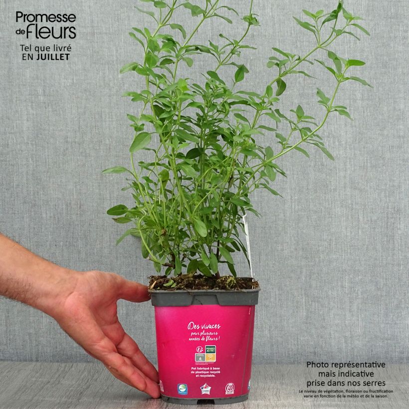 Spécimen de Sauge arbustive Icing Sugar - Salvia greggii  Pot de 2L/3L tel que livré en été