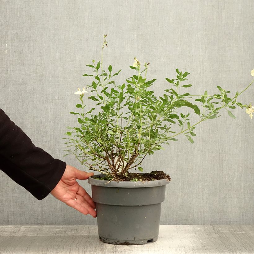 Spécimen de Sauge arbustive Melen - Salvia jamensis Pot de 4L/5L tel que livré en automne