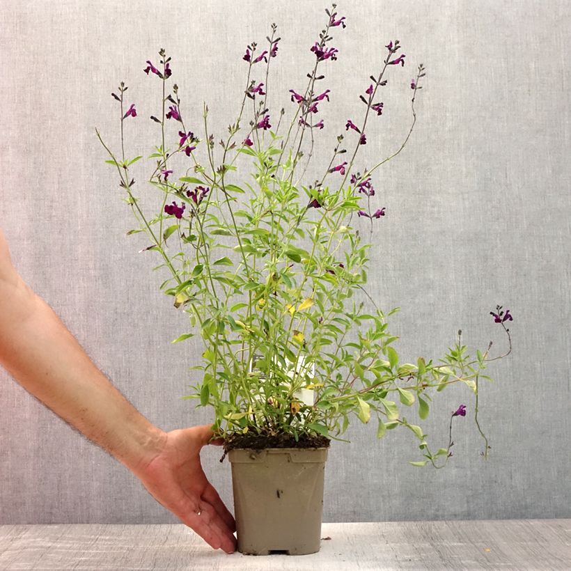 Spécimen de Sauge arbustive Nachtvlinder - Salvia microphylla Pot de 2L/3L tel que livré en été