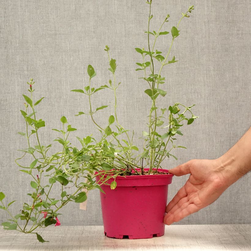 Spécimen de Sauge arbustive Pink Lips (Jeremy) - Salvia microphylla Pot de 2L/3L tel que livré en été