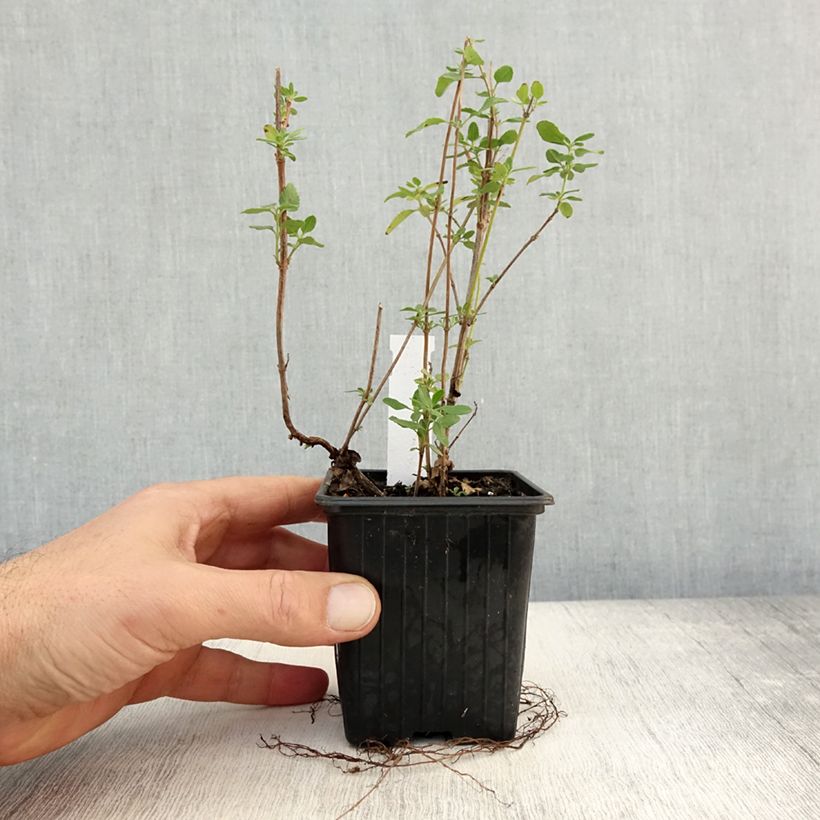 Spécimen de Sauge arbustive Reve Rouge - Salvia jamensis Godet de 8/9 cm tel que livré en automne
