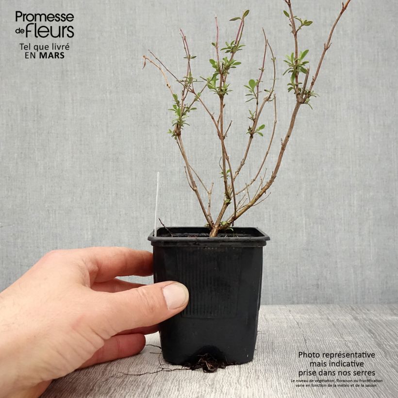 Spécimen de Sauge arbustive Reve Rouge - Salvia jamensis Godet 8cm tel que livré au printemps