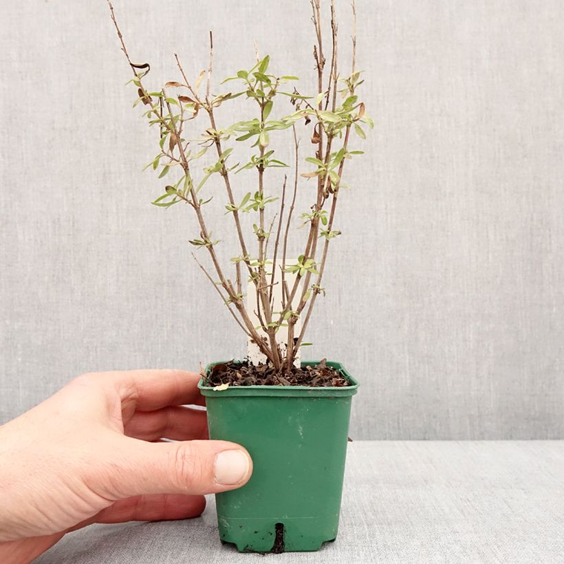 Spécimen de Sauge arbustive - Salvia greggii Mirage Burgundy Godet de 8/9 cm tel que livré en hiver