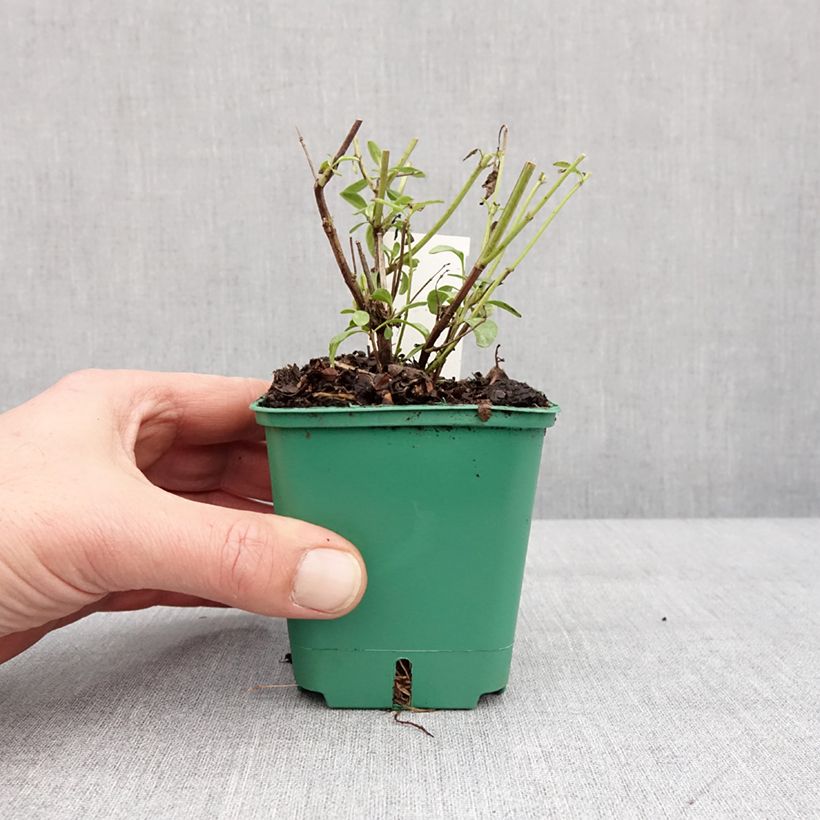 Spécimen de Sauge arbustive - Salvia greggii Mirage Salmon Godet de 8/9 cm tel que livré en hiver