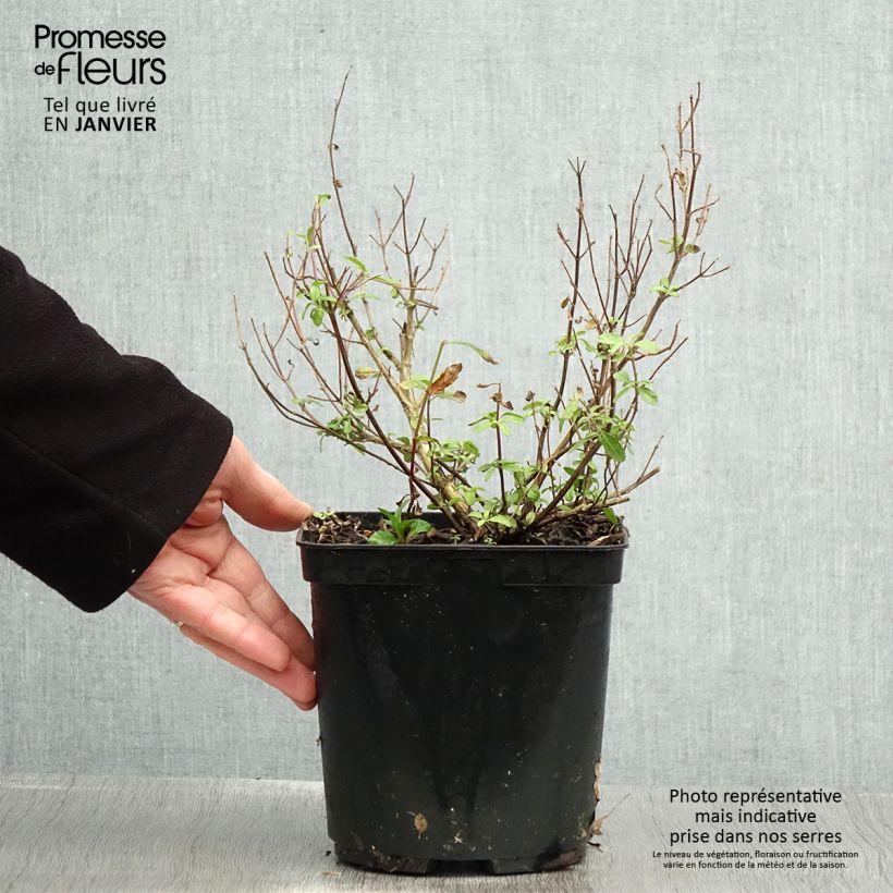 Spécimen de Sauge arbustive So Cool Pale Blue - Salvia microphylla Pot de 3L/4L tel que livré en hiver