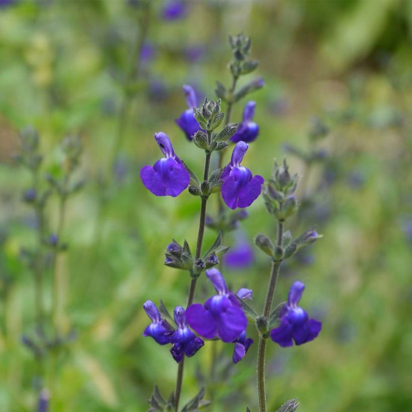 Sauge arbustive Victoria Blue (Floraison)