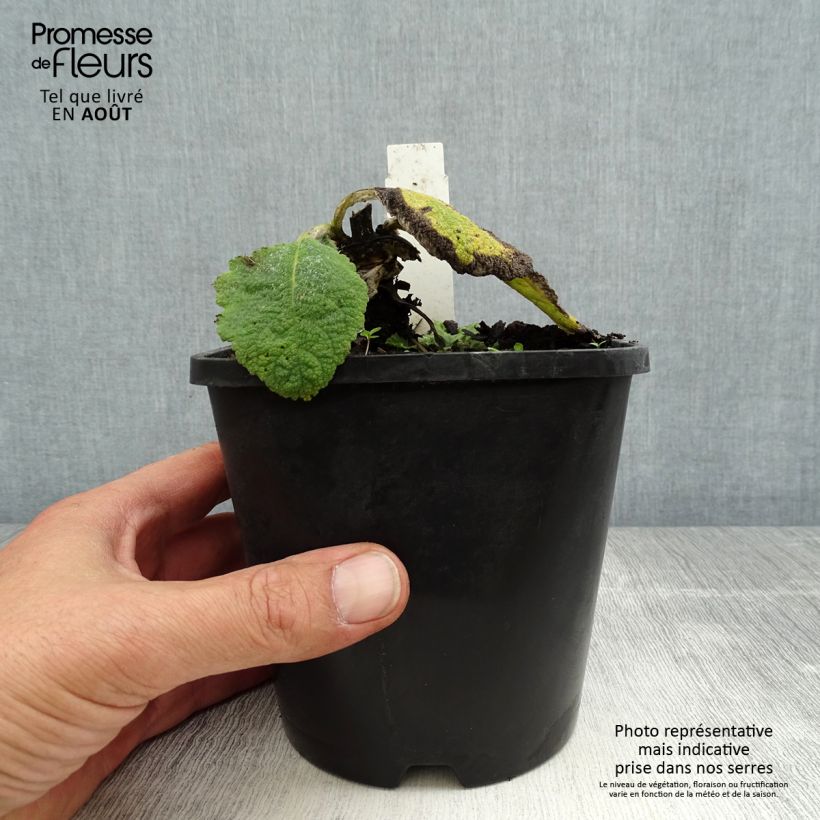 Spécimen de Sauge argentée - Salvia argentea  Pot de 1,5L/2L tel que livré en été