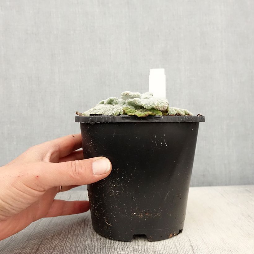 Spécimen de Sauge argentée - Salvia argentea - Pot de 1,5L./2L. tel que livré au printemps