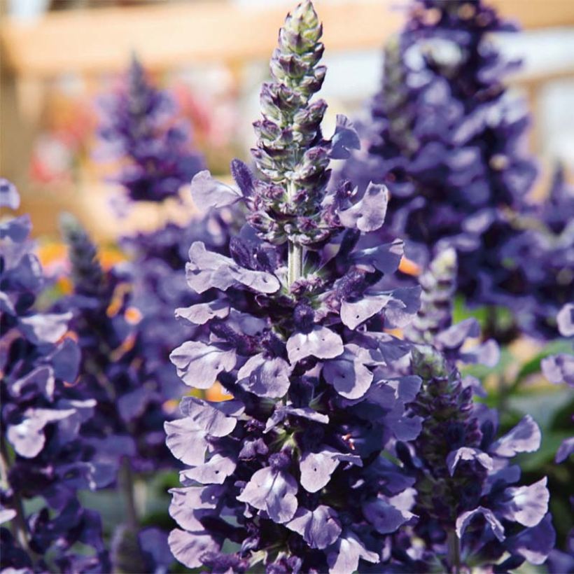 Sauge hybride Mystic Spires Blue Improved (Floraison)