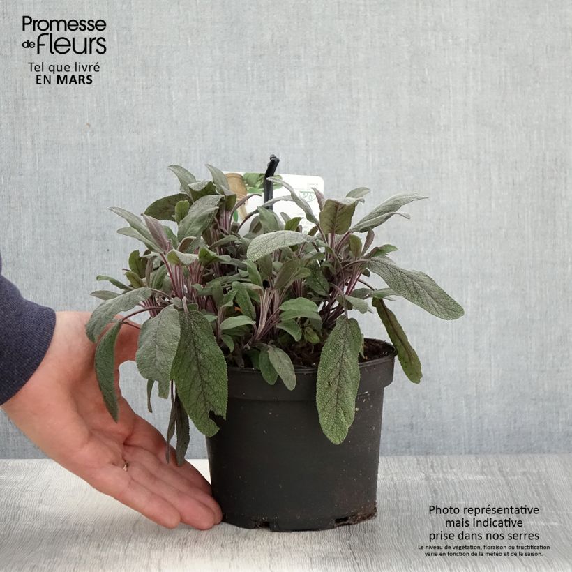 Spécimen de Sauge officinale Purpurascens - Sauge pourpre Pot de 1.5L/2L tel que livré au printemps