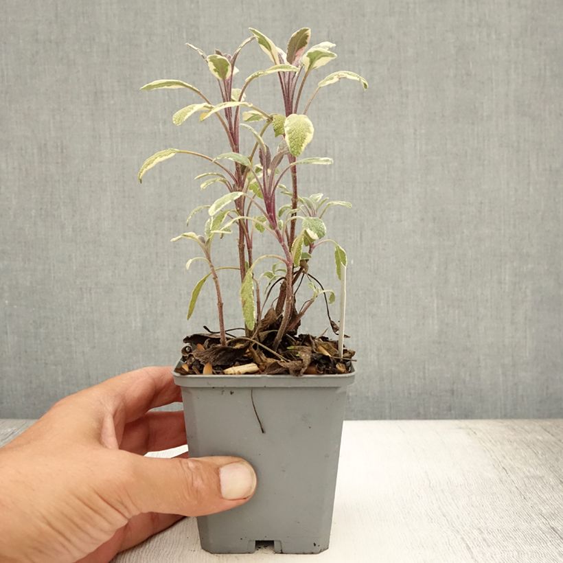 Spécimen de Sauge officinale Tricolor - Salvia officinalis Godet de 7/8 cm tel que livré en été