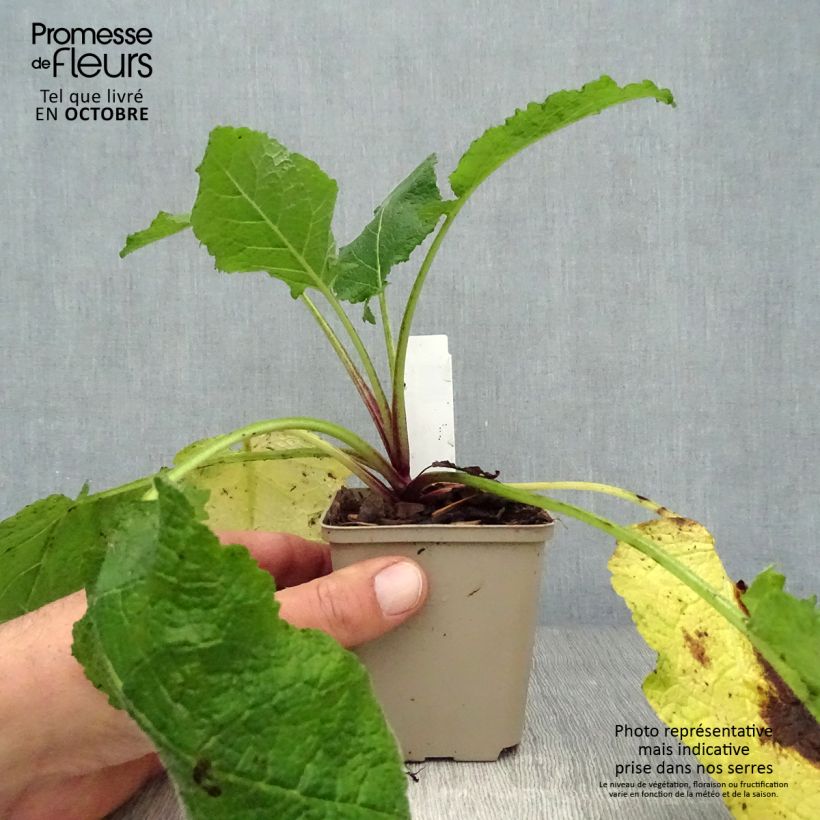 Spécimen de Sauge - Salvia forsskaolei  Godet de 8/9 cm tel que livré en automne